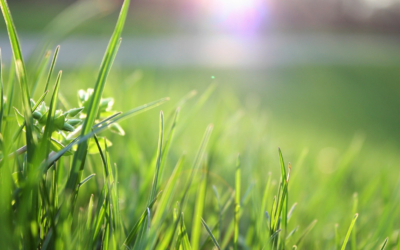 Het gras bij de buren is altijd groener